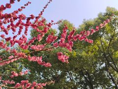 -苏州上方山国家森林公园