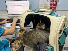 -中农国际动物医院24小时·猫科·骨科·急重症中心
