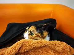 -北京观赏动物医院·24小时大型综合·猫专科·异宠专科