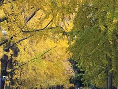 -四川大学(华西校区)