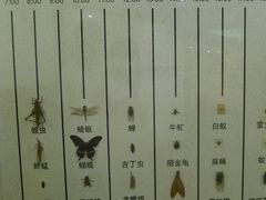 -上海大自然野生昆虫馆