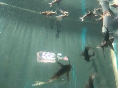 -苏州海洋馆