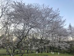 -杭州植物园