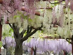 -嘉定紫藤园