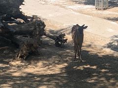 -石家庄市动物园