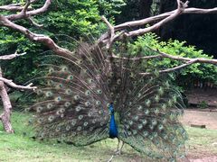 -广州长隆飞鸟乐园