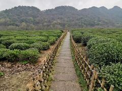 -中国茶叶博物馆(双峰馆区)
