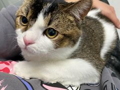 -纳吉亚猫专科动物诊疗中心(蒋宅口分院)