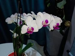 -逸栈养生SPA(望京店)