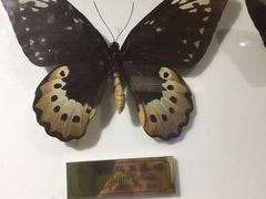 -上海昆虫博物馆