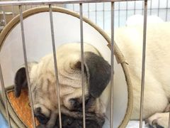 -惠康宠物医院(华能路店)