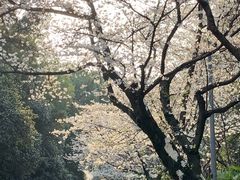 -武汉大学-樱园