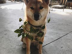 -柴犬高等学院·狗咖·柴犬售卖·宠物训练