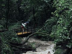 -莫里热带雨林景区