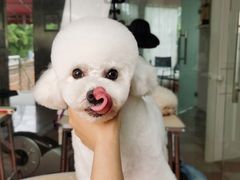 -鑫艺宠物美容培训学校