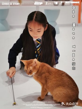 杭州撸猫好去处|超治愈的可爱猫咪