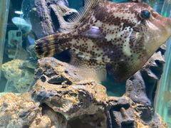 -太平洋海底世界