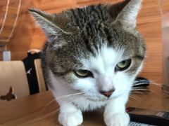 -喵屿·大理花园猫咖