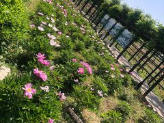 -杭州湾海上花田景区