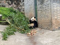 -都江堰中华大熊猫苑