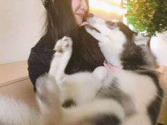 -Husky Go! 哈士奇体验馆·宠物咖啡厅狗咖