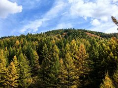 -苏木山森林公园