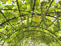 -中国天府农业博览园