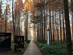 -黄海国家森林公园