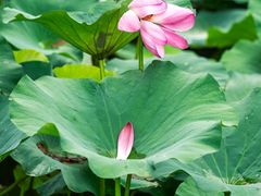 -陈家山荷花公园