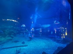 -烟台海昌鲸鲨海洋公园