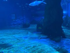 -北戴河圣蓝海洋公园