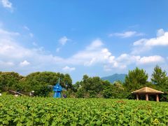 景点-广州市流溪河国家森林公园
