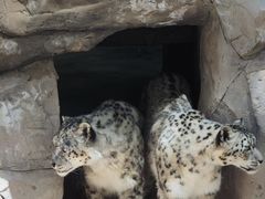 -青藏高原野生动物园