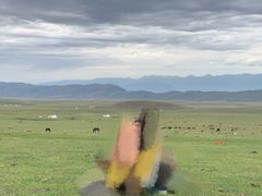 -新疆那拉提国家旅游度假区