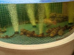 -至尊鲨鱼·原烹海鲜·新浙菜(拱宸桥店)