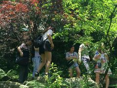 -铁山坪森林公园