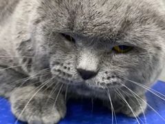 -佳雯宠物医院·皮肤科·内外科(春晓路分院)