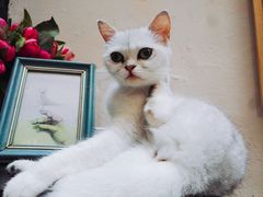 -猫色咖啡·猫咖