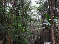 -铁山坪森林公园