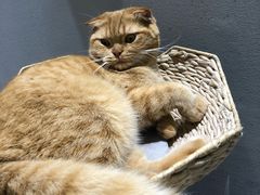-藏猫猫咖啡主题馆(中央大道店)