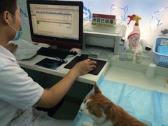 iphone_upload_pic-纳吉亚猫专科动物诊疗中心(蒋宅口分院)