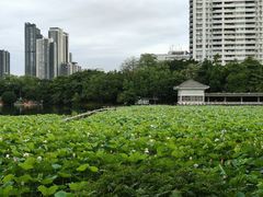 -荔湾湖公园