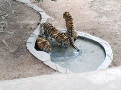 -深圳野生动物园