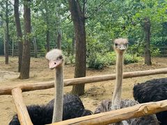 -大连森林动物园