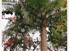 -云溪植物园