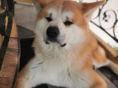 -喜柴咖啡·柴犬狗咖