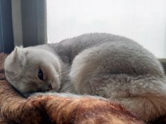 -猫猫幼稚园·撸猫·桌游·电玩