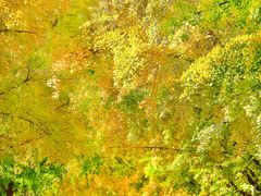 -三里屯东五街银杏大道