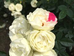 -人民公园(罗湖区)