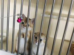 -东方名猫馆·英短金渐层布偶猫舍(环线广场1号楼店)